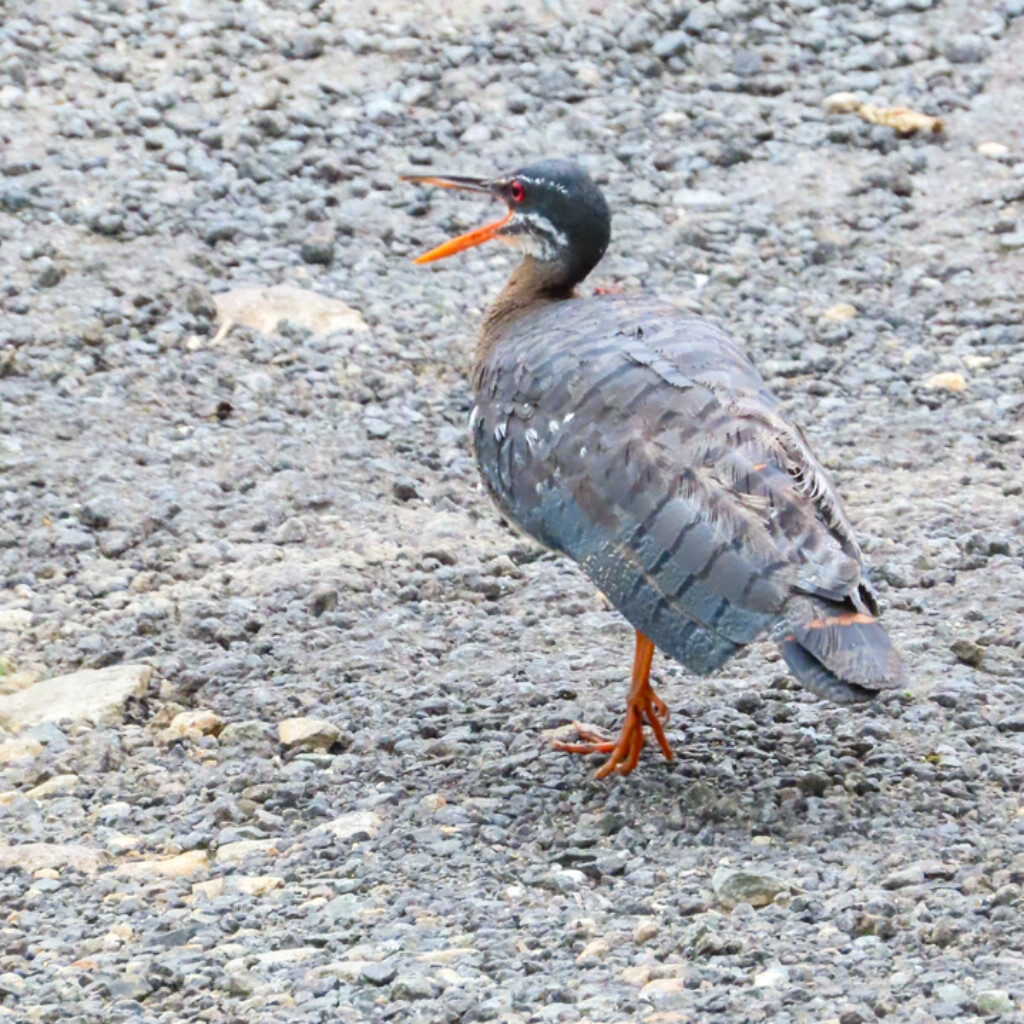 Sunbittern