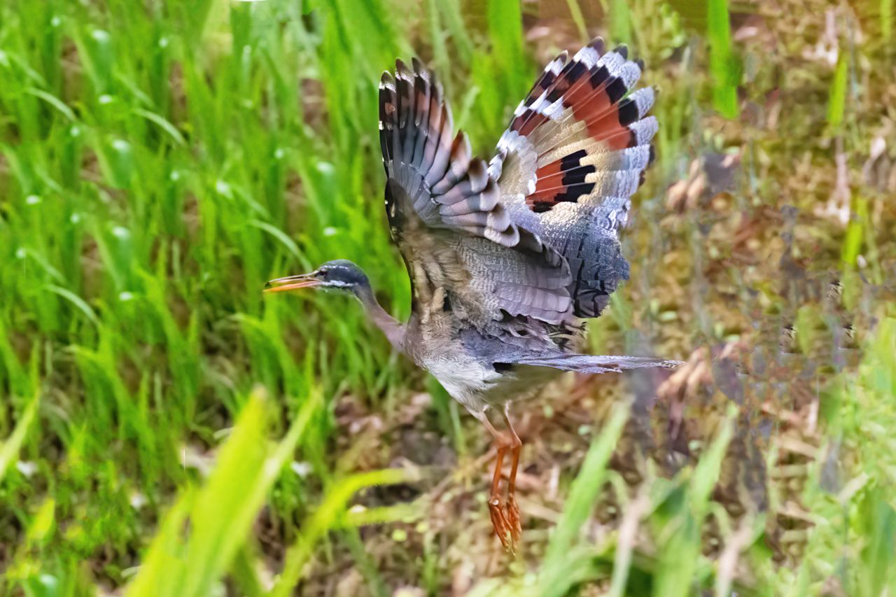 Sunbittern