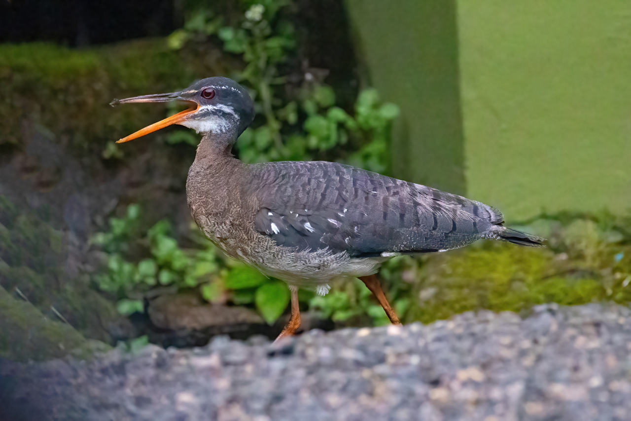 Sunbittern