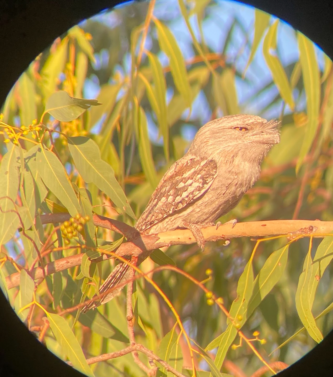 Tawny Frogmouth (digiscoped)