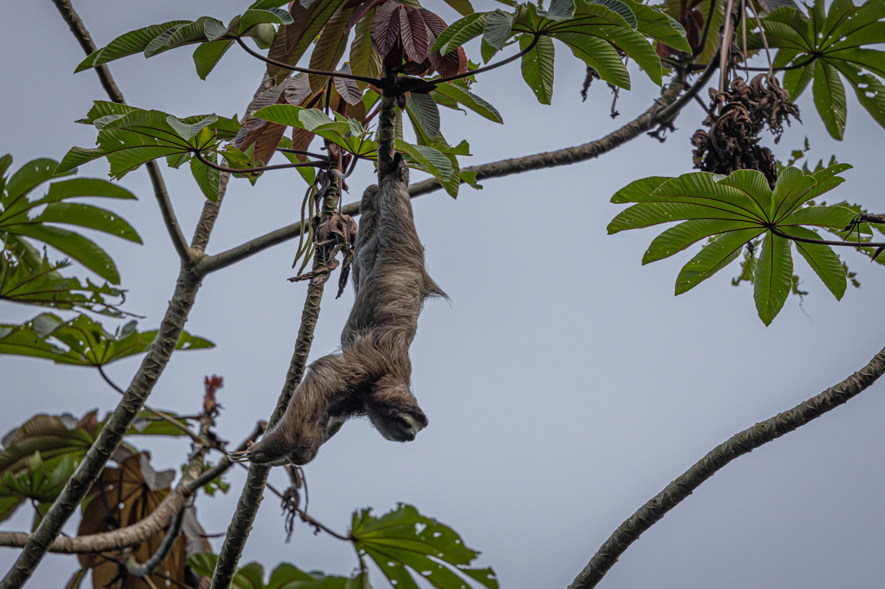 Three-toed Sloth