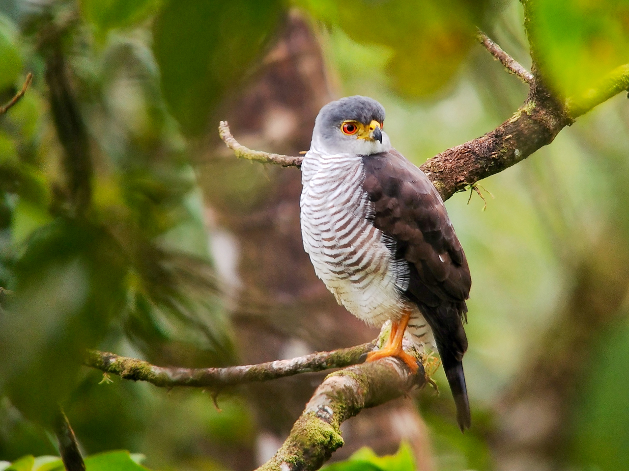 Tiny Hawk