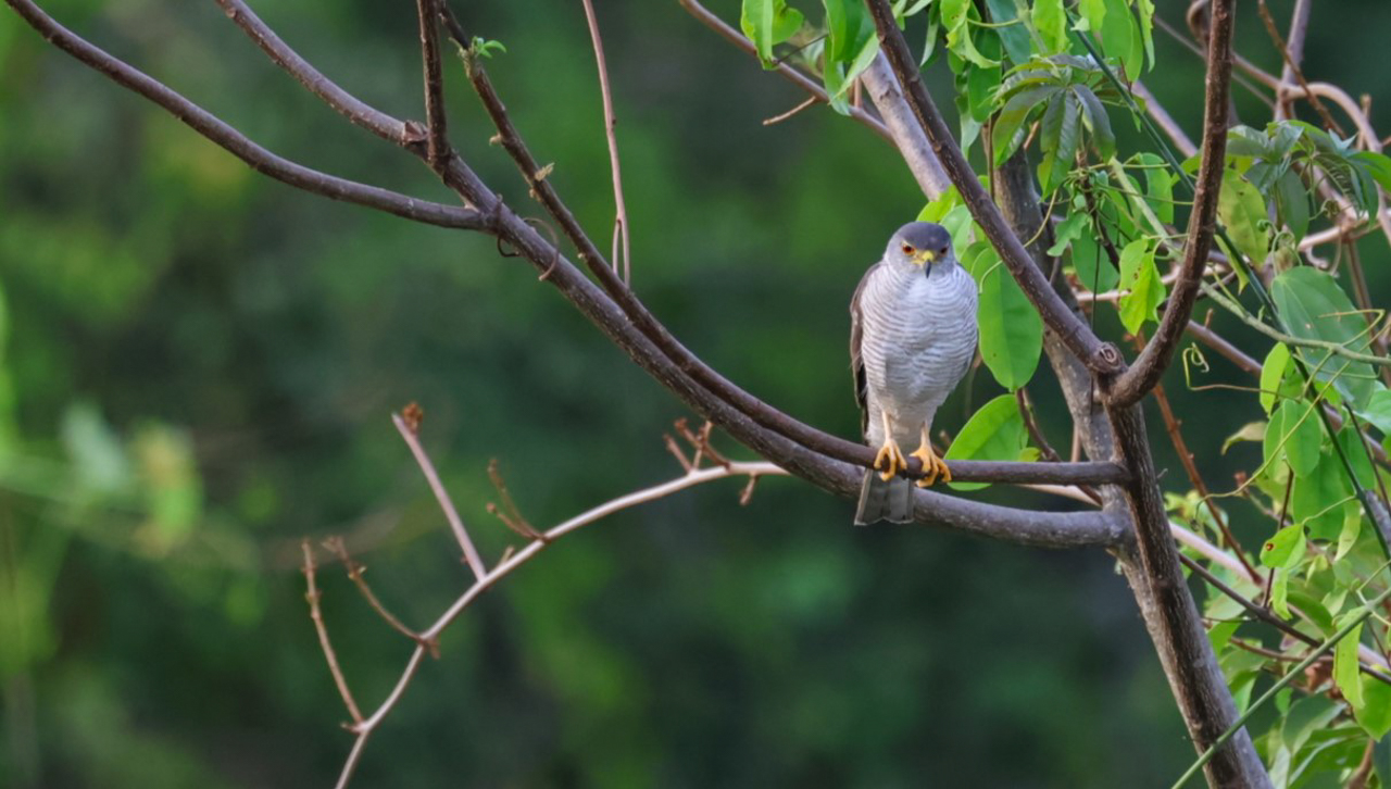Tiny Hawk