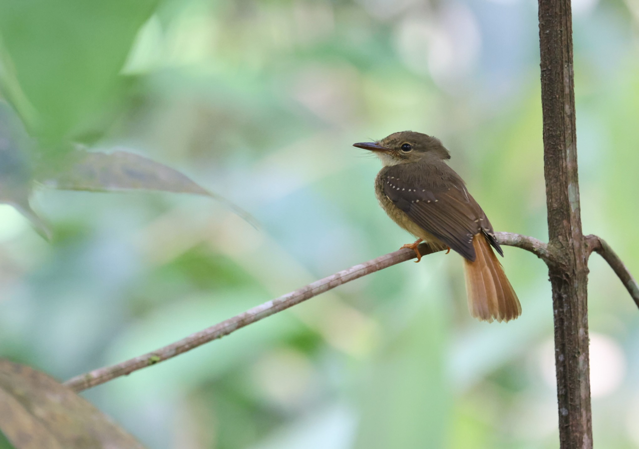 Tropical Royal Flycatcher