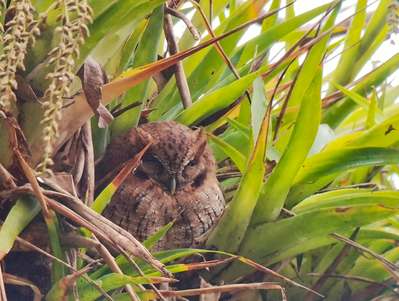 Tropical Screech-Owl