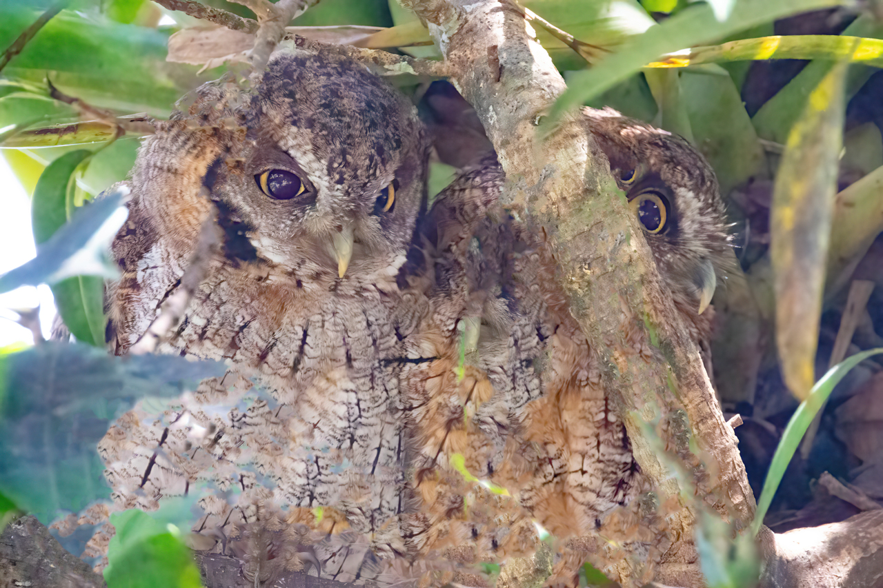 Tropical Screech-Owl