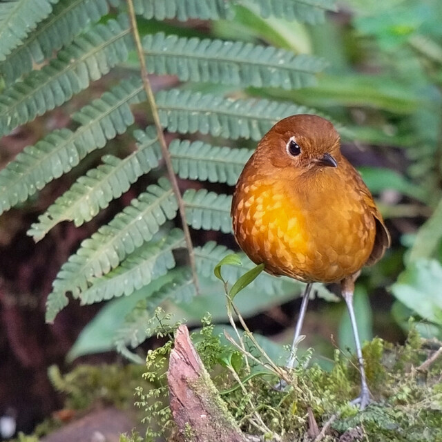 Urubamba Antpitta