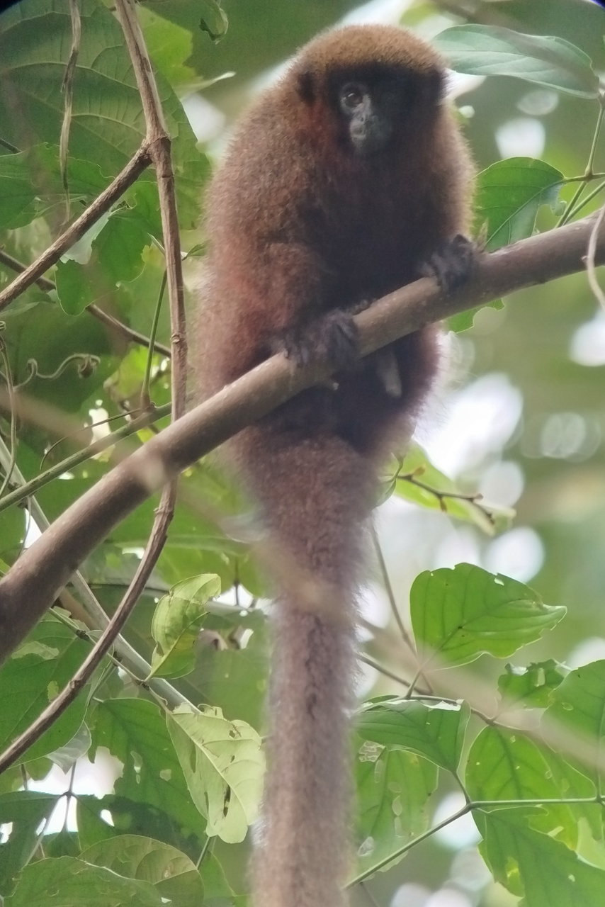 Urubamba Titi Monkey