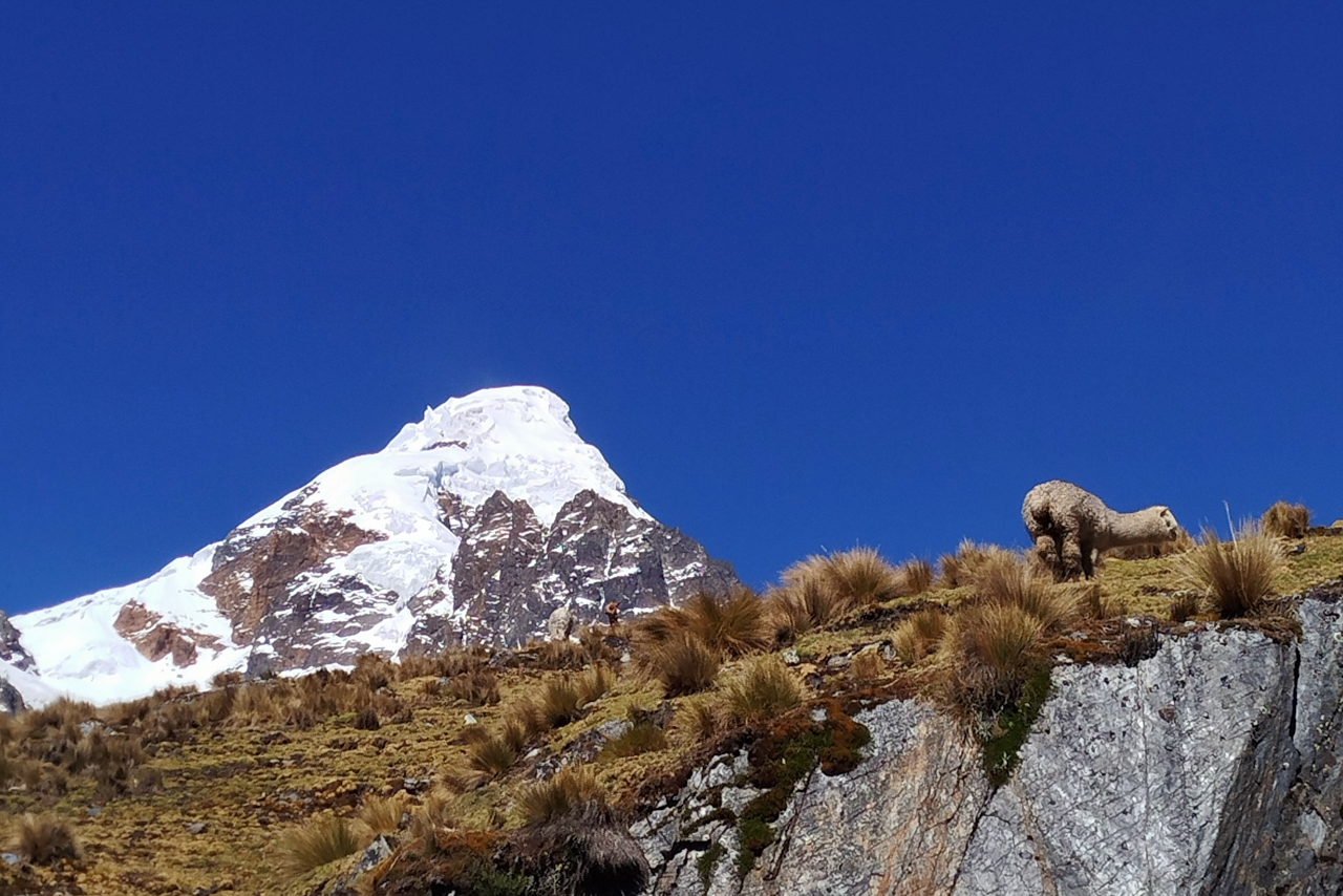 Veronica Peak and Alpaca