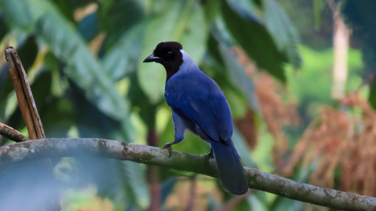 Violaceous Jay