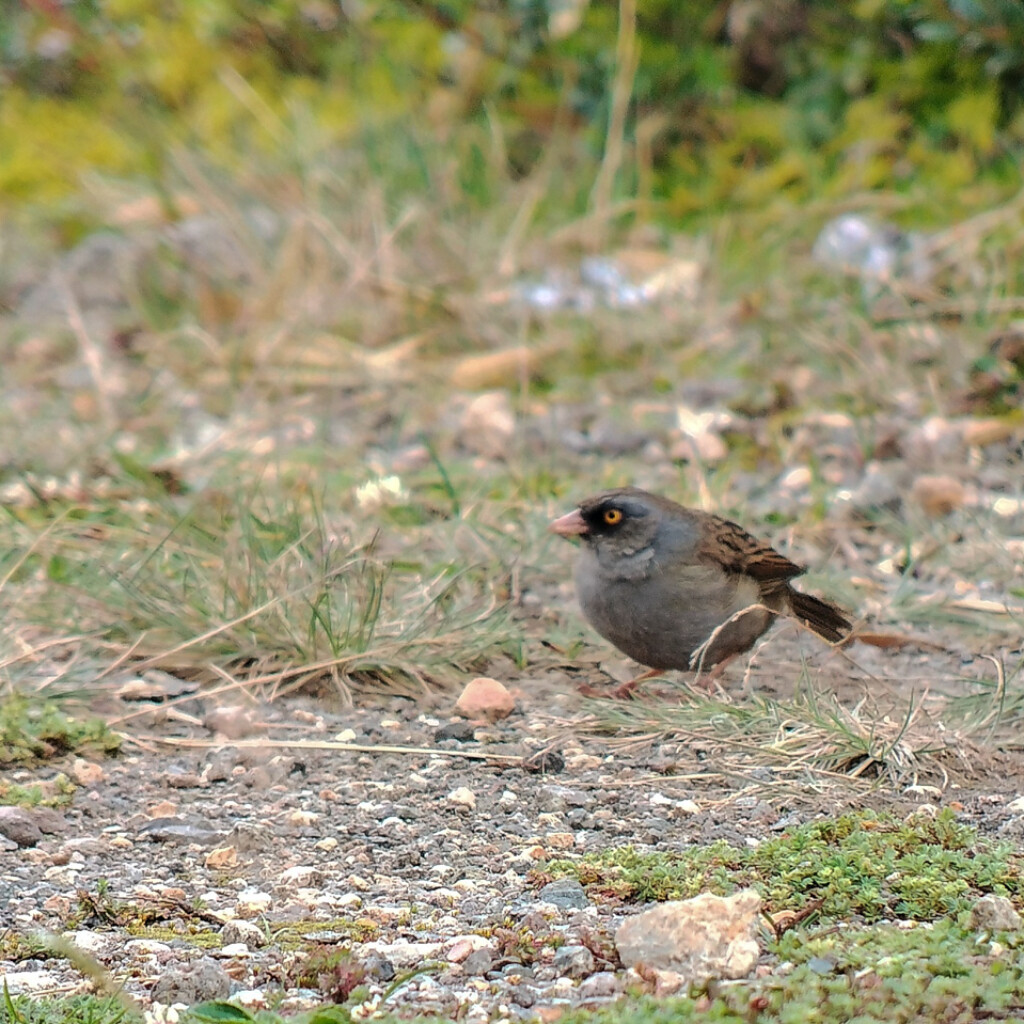Volcano Junco