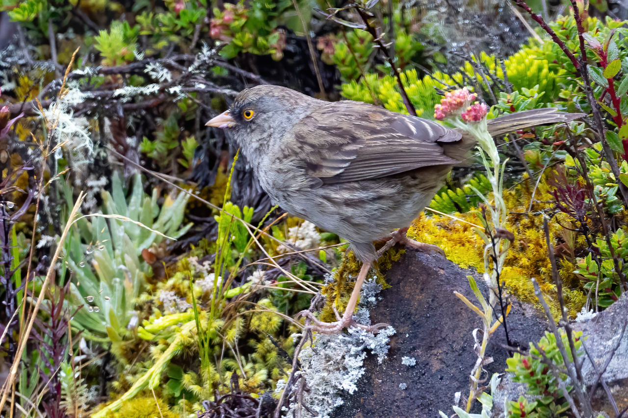 Volcano Junco