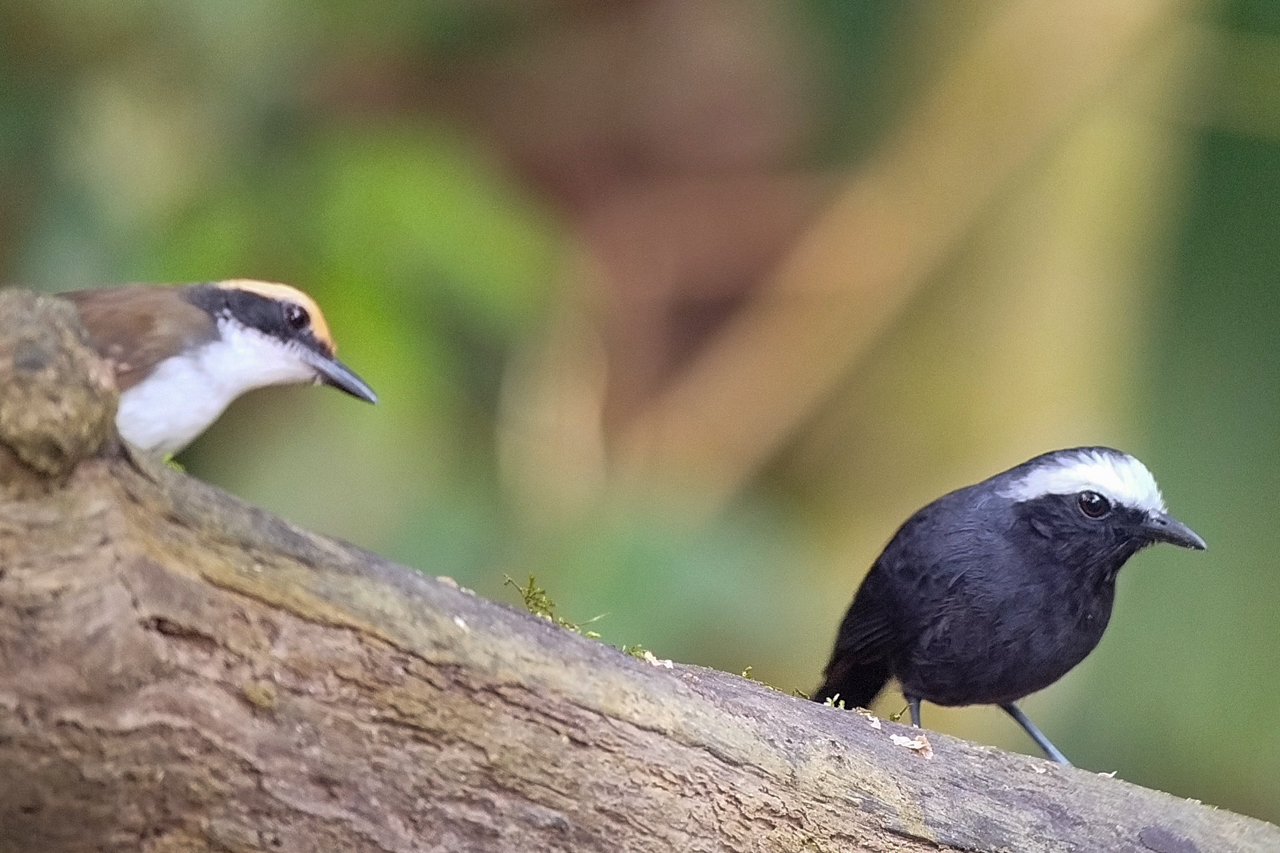 White-browed Antbird