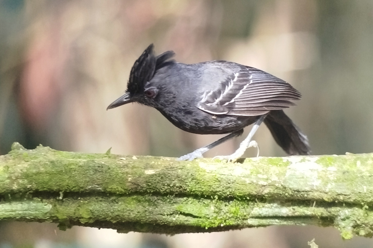 White-lined Antbird