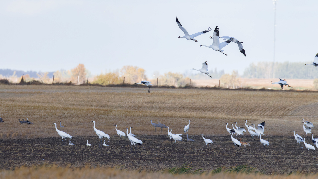 Whooping Cranes 