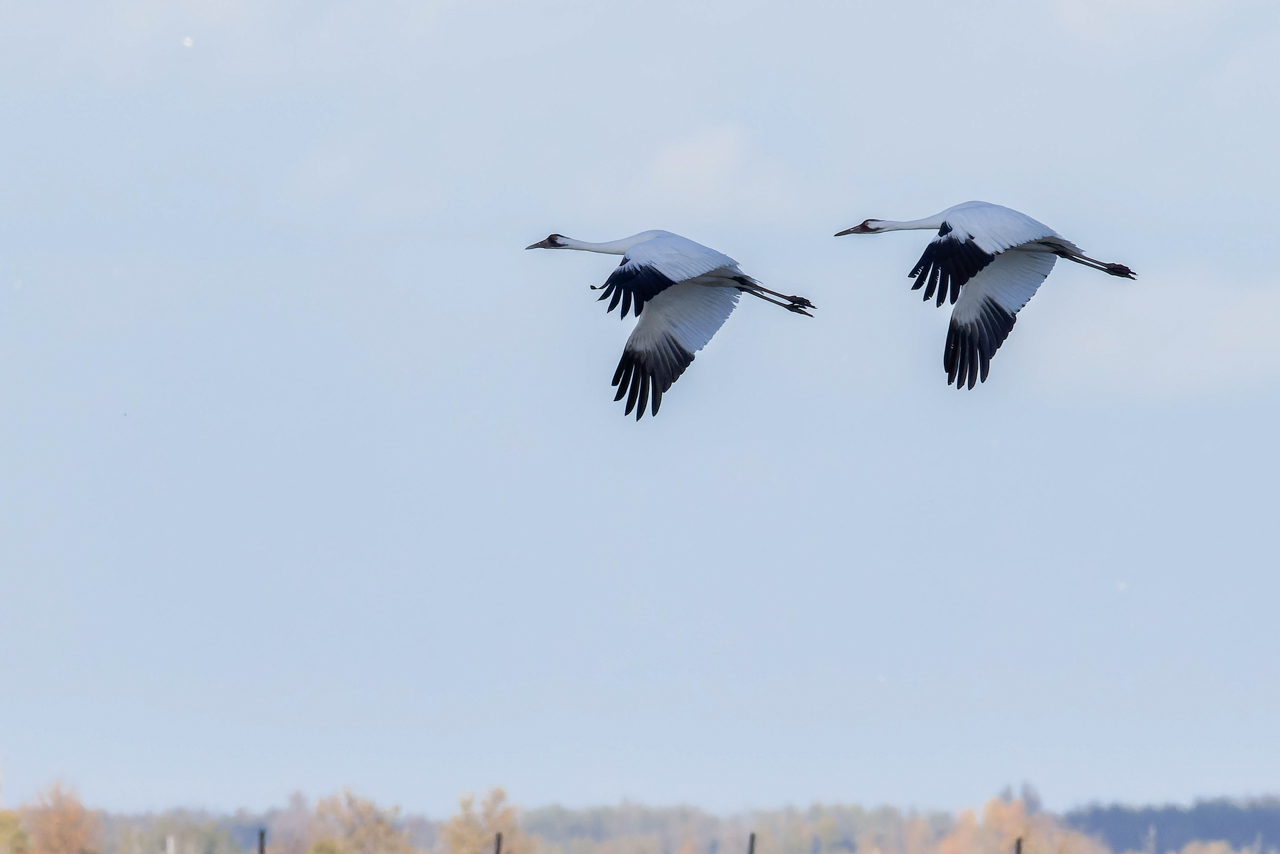 Whooping Cranes in flight