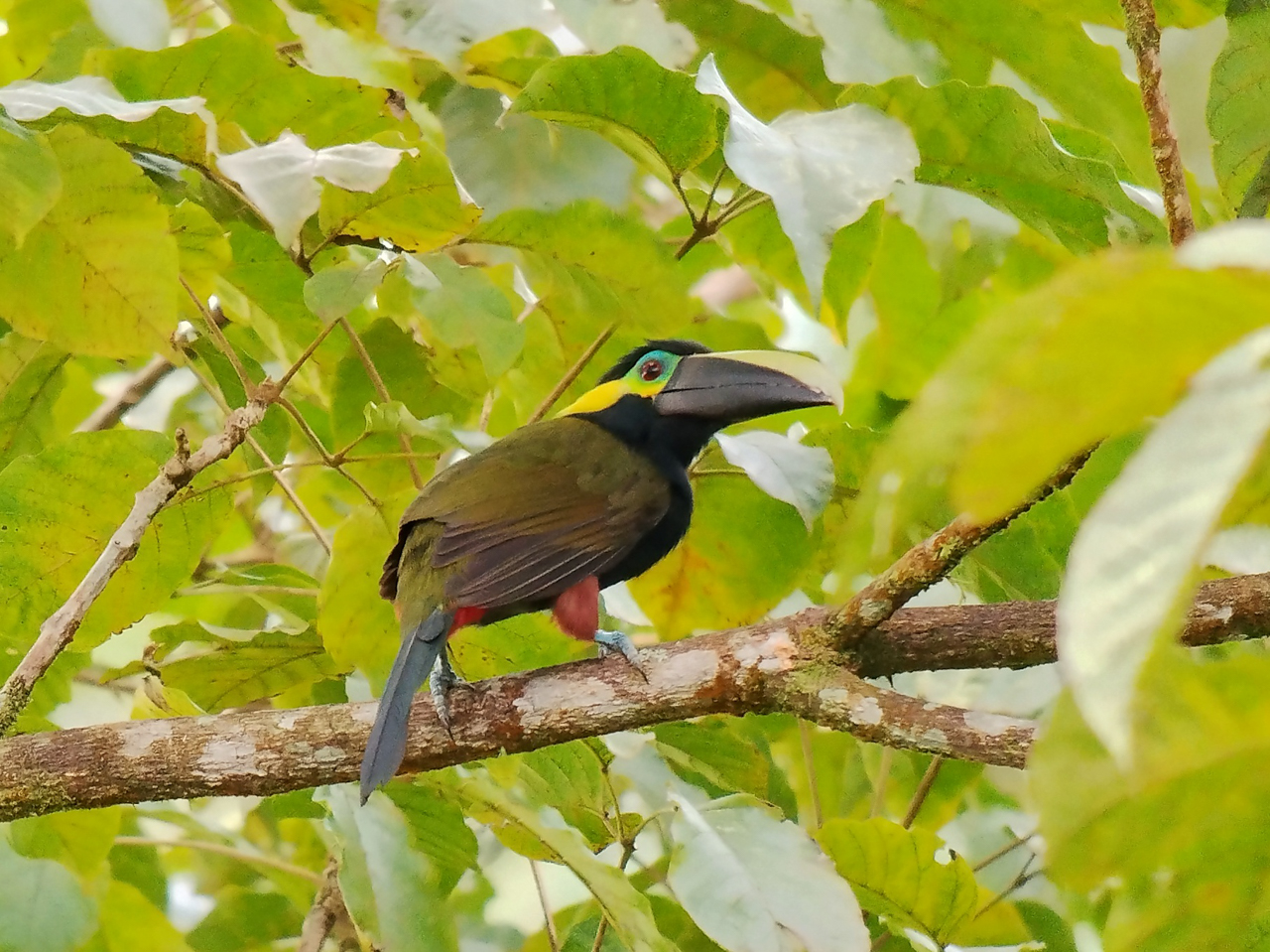 Yellow-eared Toucanet