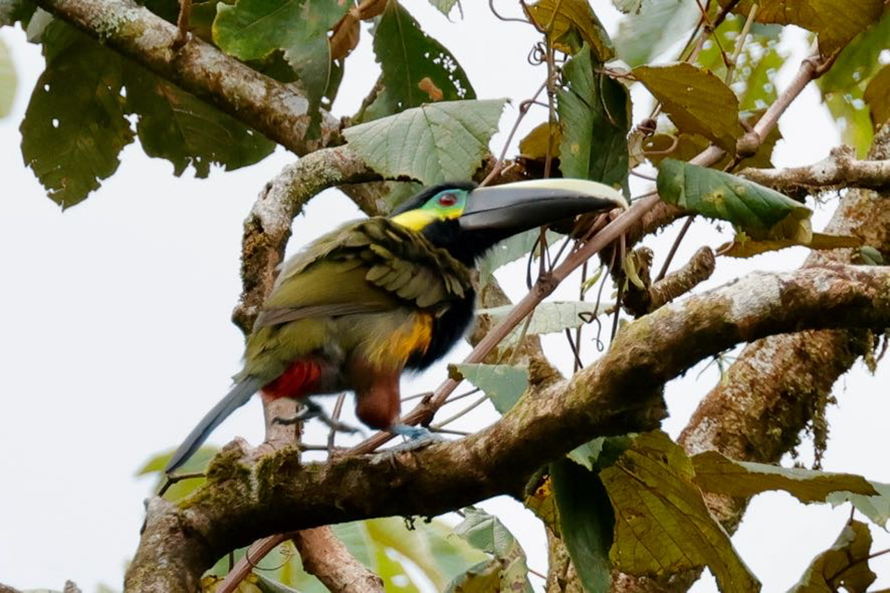 Yellow-eared Toucanet