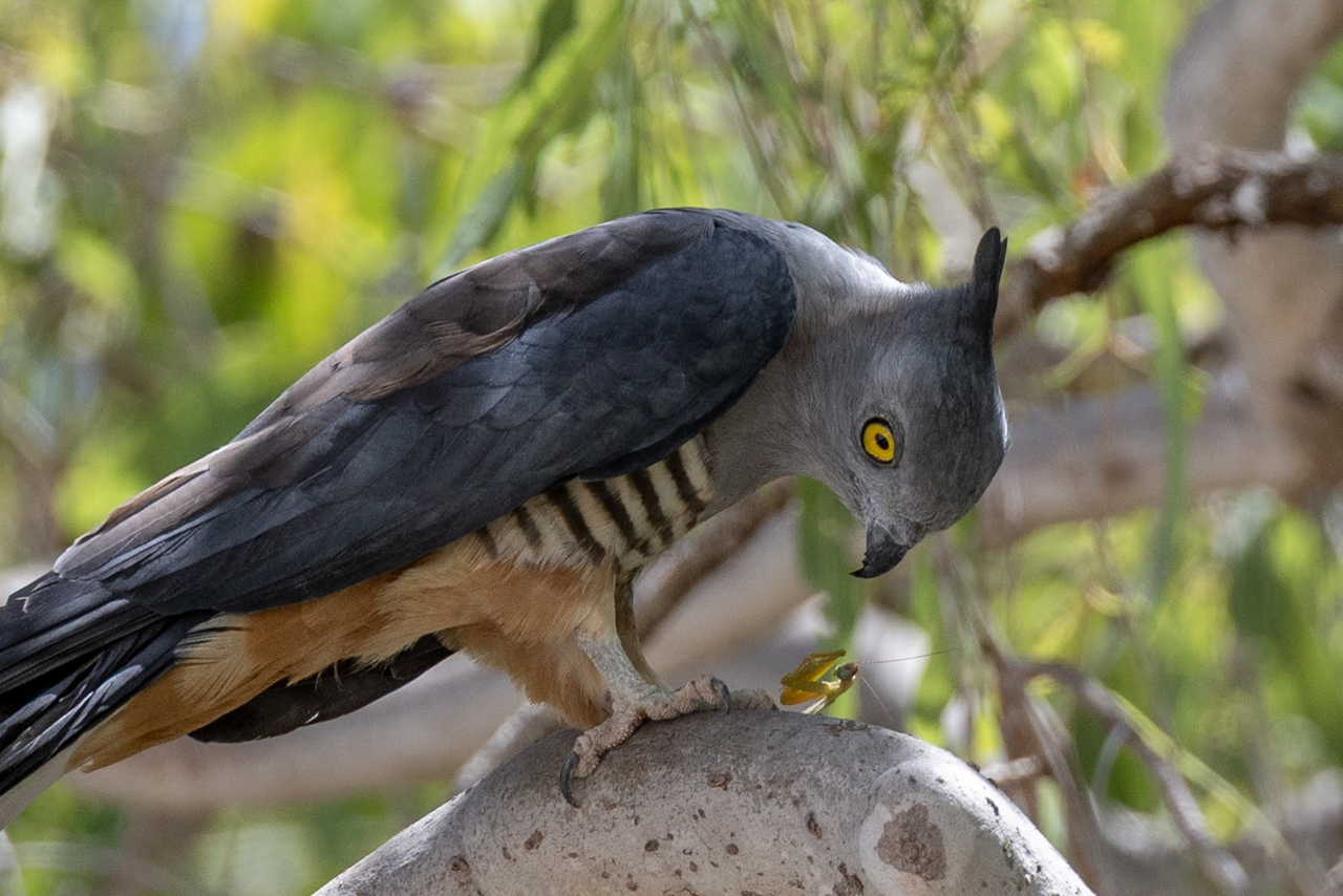 ‘Praying for Mercy,’ Pacific Baza with Mantis